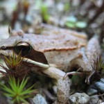 New blog post: Where do wood frogs go when there